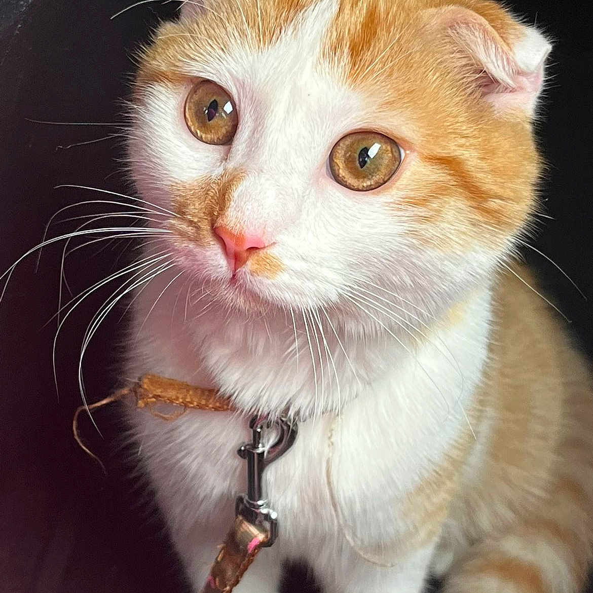 Nala
