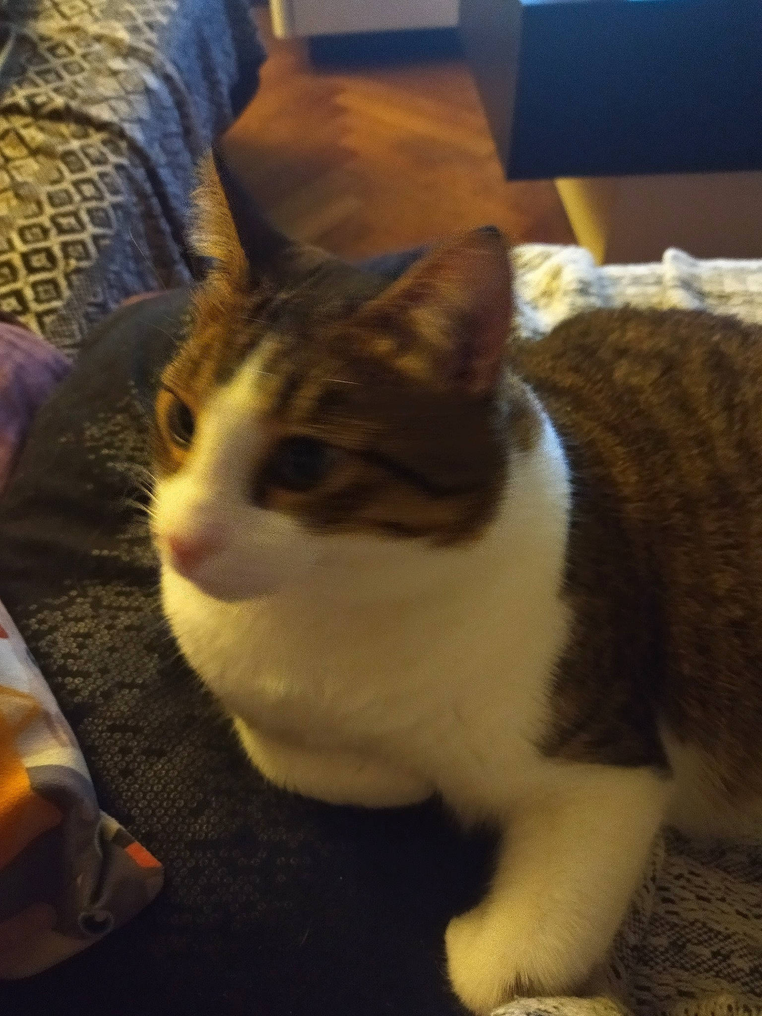 Slash participe au concours pour gagner de l'argent avec cette photo : box, carnivore, cat, claw, comfort, domestic_short_haired_cat, felidae, fur, kitchen_utensil, lap, paw, sitting, small_to_medium_sized_cats, snout, tail, terrestrial_animal, whiskers, window