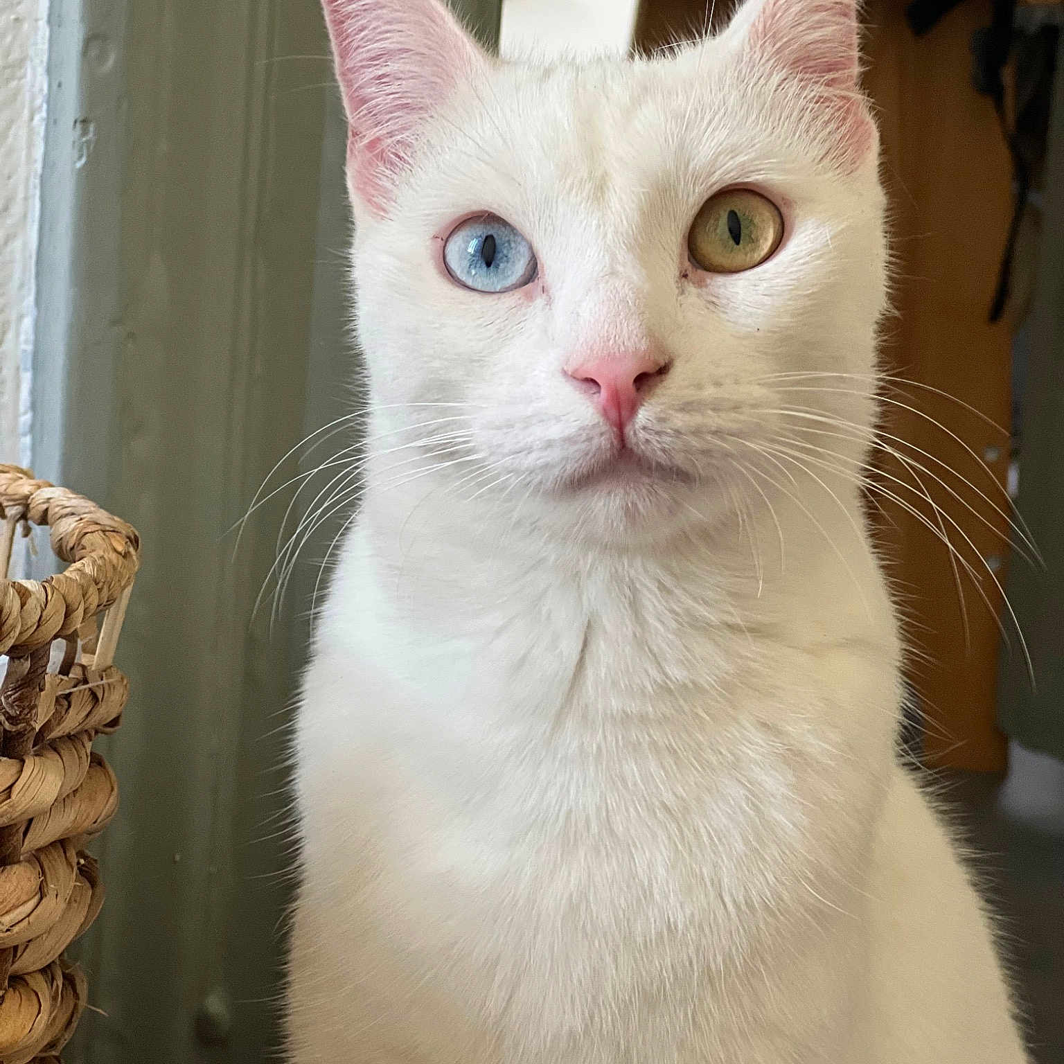 Bowie