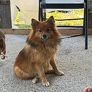 Foxy is registered to the contest to win money with this photo: dog, brown_dog, fluffy, sitting, concrete_floor, chair, outdoor, leash, pet, animal, fur, calm, canine, paw, ear, nose, tail, background, human_toe, rustic