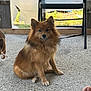dog, brown_dog, fluffy, sitting, concrete_floor, chair, outdoor, leash, pet, animal, fur, calm, canine, paw, ear, nose, tail, background, human_toe, rustic