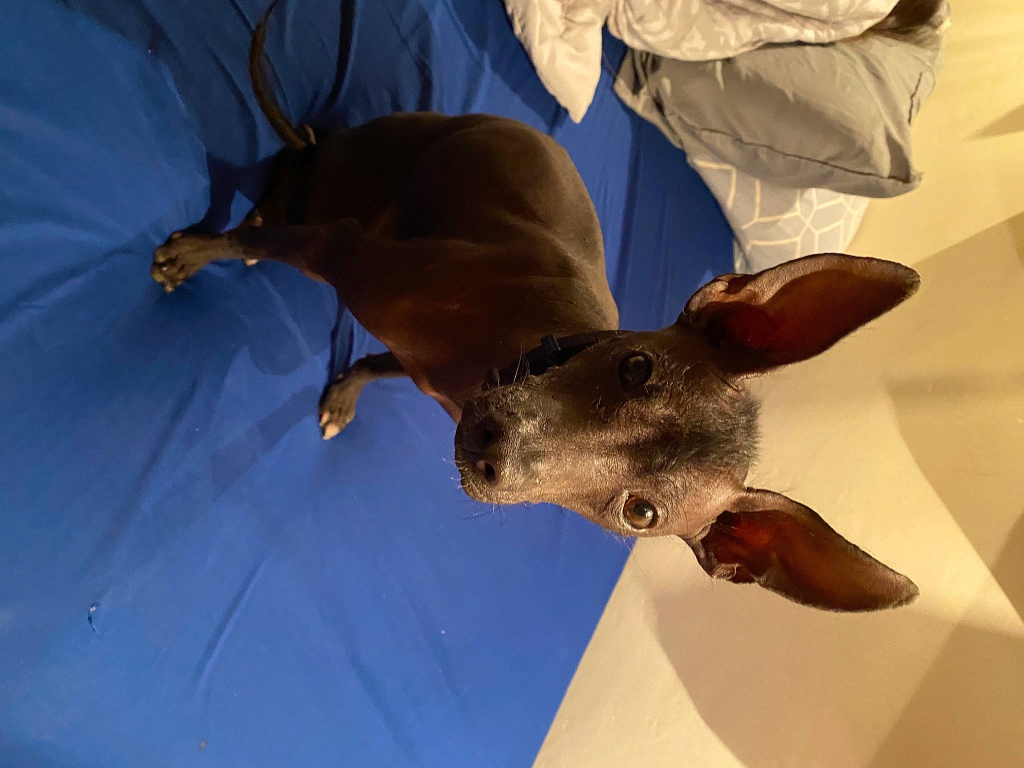 Beauty joined the competition — help win amazing prizes! bat, ceiling, deer, electric_blue, fawn, petal, plant, snout, stuffed_toy, tail, terrestrial_animal, wildlife, wing