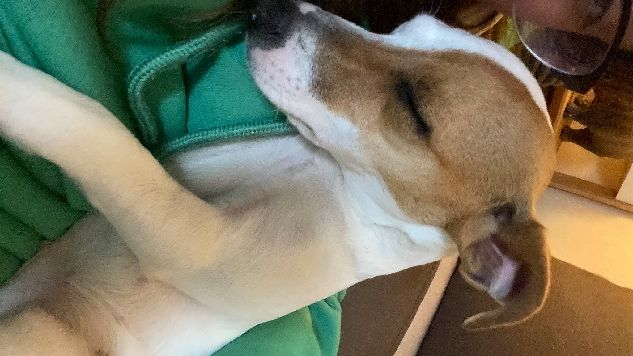 Cami is registered to the contest to win money with this photo: canidae, carnivore, collar, comfort, companion_dog, dog, dog_breed, dog_collar, fawn, fur, galgo_espanol, hortaya_borzaya, hound, magyar_agar, paw, polish_greyhound, rampur_greyhound, sighthound, sporting_group, whiskers