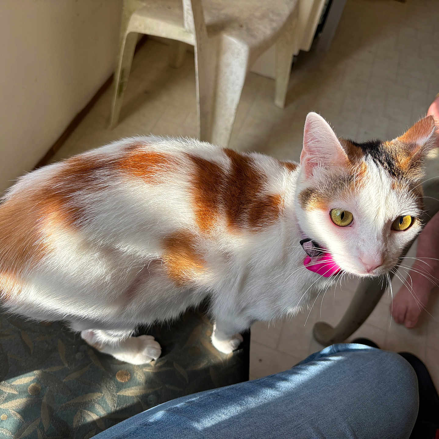 Chickpee joined the competition — help win amazing prizes! abyssinian, animal, architecture, armchair, baby, bodypart, cat, chair, couch, furniture, hardwood, indoors, kitten, manx, mouth, person, pet, plywood, siamese, wood