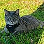 cat, gray_cat, tabby_cat, grass, outdoor, pet, animal, feline, green_eyes, sunlight, harness, resting, nature, close_up, mammal, domestic_cat, relaxed, summer, daylight, portrait