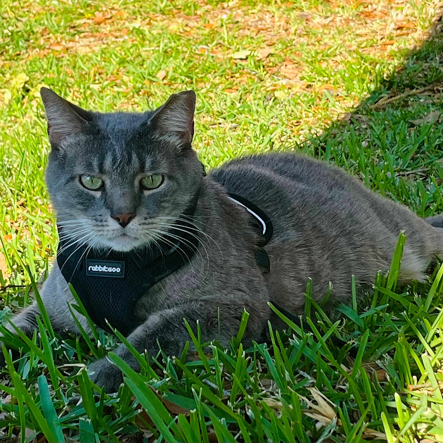 Gacho is registered to the contest to win money with this photo: animal, cat, close_up, daylight, domestic_cat, feline, grass, gray_cat, green_eyes, harness, mammal, nature, outdoor, pet, portrait, relaxed, resting, summer, sunlight, tabby_cat