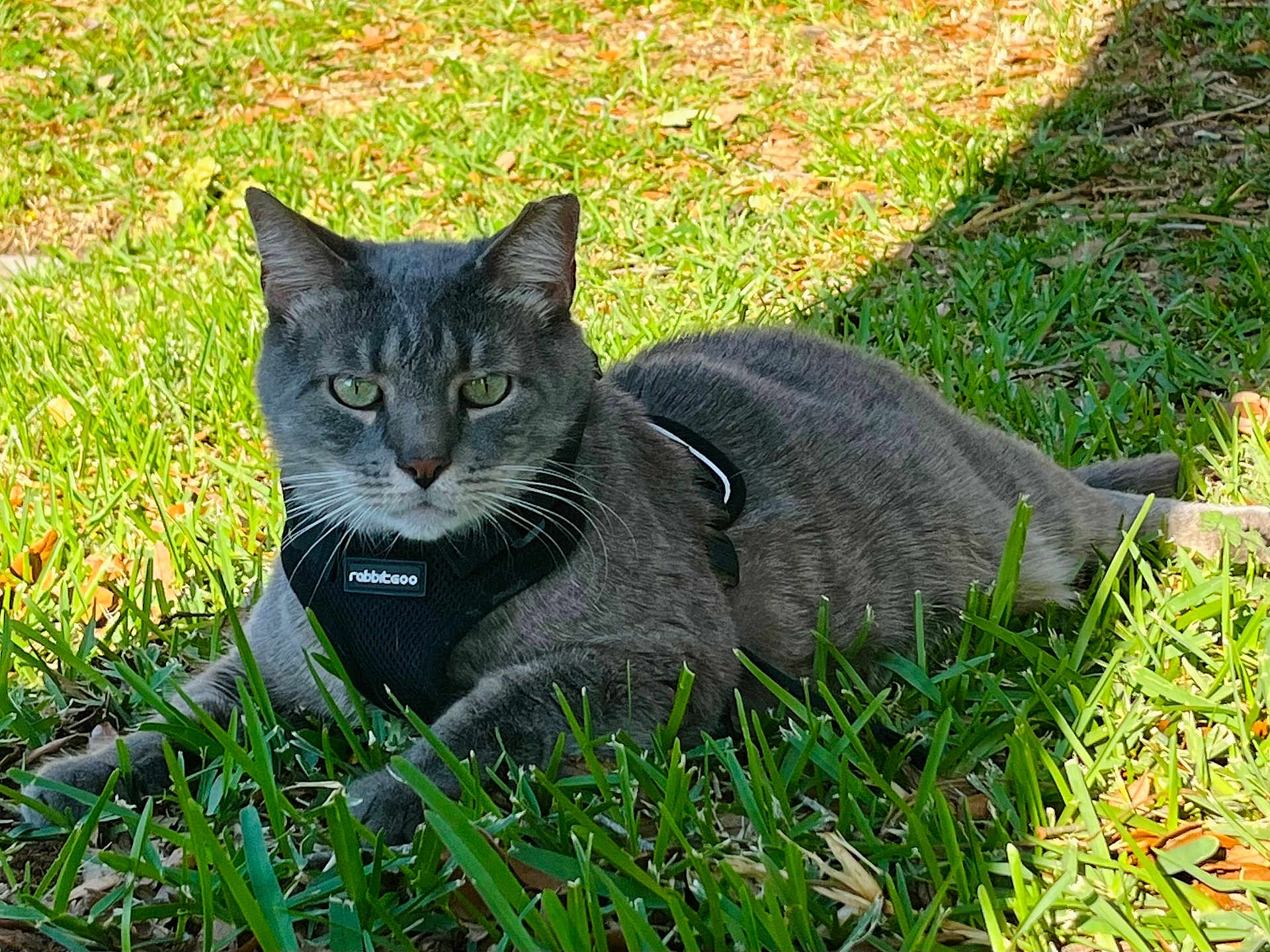 Gacho is registered to the contest to win money with this photo: cat, gray_cat, tabby_cat, grass, outdoor, pet, animal, feline, green_eyes, sunlight, harness, resting, nature, close_up, mammal, domestic_cat, relaxed, summer, daylight, portrait