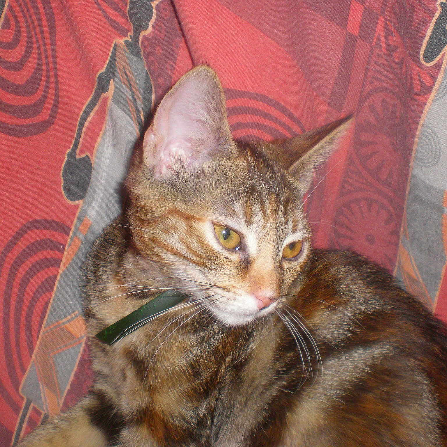 Mimi