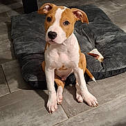 Tairo participe au concours pour gagner de l'argent avec cette photo : puppy, dog, pet_bed, floor, tile_floor, brown_and_white, indoor, animal, cute, young_dog, sitting, looking_at_camera, table_leg, tablecloth, domestic, canine, floor_tile, small_dog, animal_portrait, home
