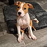 puppy, dog, pet_bed, floor, tile_floor, brown_and_white, indoor, animal, cute, young_dog, sitting, looking_at_camera, table_leg, tablecloth, domestic, canine, floor_tile, small_dog, animal_portrait, home
