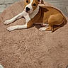 Tairo participe au concours pour gagner de l'argent avec cette photo : puppy, dog, brown, white, fluffy_rug, round_rug, wooden_floor, indoor, pet, animal, cute, lying_down, flooring, socks, home, cozy, looking_up, domestic, young_dog, relaxed