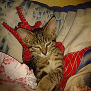 FRIPON participe au concours pour gagner de l'argent avec cette photo :