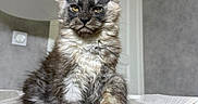 Louis joined the competition — help win amazing prizes! cat, fluffy, indoor, pet, feline, hammock, fur, animal, home, lamp, door, resting, cute, ears, whiskers, sitting, portrait, gray, cozy, furniture