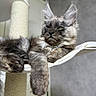 Louis joined the competition — help win amazing prizes! cat, long_hair, fluffy, tufted_ears, lounging, cat_perch, indoor, relaxed, feline, pet, close_up, gray_fur, resting, animal, cute, domestic_cat, portrait, whiskers, paw, household