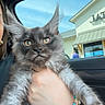 cat, gray_cat, fluffy, pet, animal, car_interior, person_hand, window, building, sky, ears, golden_eyes, holding, curious, cute, domestic_animal, feline, portrait, young_cat, indoors