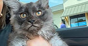 Louis joined the competition — help win amazing prizes! animal, blue_sky, bracelet, building, car_interior, cat, cute, daylight, feline, fluffy_fur, golden_eyes, gray_cat, hand_holding, inside_car, jewelry, long_ears, person, pet, portrait, window