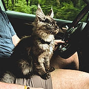 Louis joined the competition — help win amazing prizes! cat, kitten, car_interior, person, lap, bracelet, gear_shift, forest, greenery, window, seat, shorts, hand, pet, feline, driving, animal, domestic_animal, alert, sitting