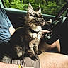 cat, kitten, car_interior, person, lap, bracelet, gear_shift, forest, greenery, window, seat, shorts, hand, pet, feline, driving, animal, domestic_animal, alert, sitting