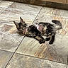 Hermés is registered to the contest to win money with this photo: kitten, cat, tabby, pet, floor, tile, indoor, harness, feline, fur, whiskers, ears, tail, resting, cute, domestic_animal, young, animal, home, relaxed