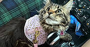 Hermés joined the competition — help win amazing prizes! cat, tabby_cat, car_interior, steering_wheel, pink_harness, water_bottle, hand, plaid_pants, center_console, gear_shift, curious_look, pet, leash, seat, dashboard, vehicle, travel, feline, close_up, indoor