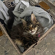 Hermés is registered to the contest to win money with this photo: cat, kitten, tabby, basket, clothes, gray, furniture, floor, cozy, pet, indoor, curious, cute, fur, whiskers, collar, heart_tag, woven, texture, resting
