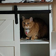 Miya is registered to the contest to win money with this photo: cat, orange_tabby, feline, pet, collar, indoor, furniture, cabinet, shelf, wood, cozy, curious, animal, household, domestic, mammal, resting, alert, cute, compartment