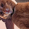 Miya joined the competition — help win amazing prizes! cat, orange_tabby, pet, whiskers, close_up, tongue_out, person, hand, fur, curious, indoor, collar, face, eye, nose, soft_light, intimate, cozy, domestic_animal, portrait