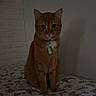 Miya is registered to the contest to win money with this photo: cat, ginger_cat, pet, indoor, bed, blanket, animal_print, curious, feline, collar, tag, wall, brick_wall, shadow, sitting, cute, domestic, fur, whiskers, ears