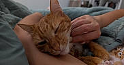Miya joined the competition — help win amazing prizes! cat, ginger_cat, pet, sleepy, cozy, hand, arm, blanket, indoor, relaxation, comfort, fur, whiskers, collar, domestic_animal, cute, resting, nap, human, skin