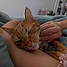 cat, ginger_cat, pet, sleepy, cozy, hand, arm, blanket, indoor, relaxation, comfort, fur, whiskers, collar, domestic_animal, cute, resting, nap, human, skin
