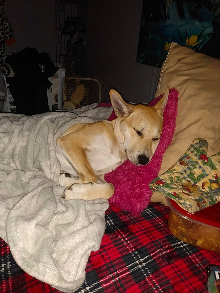 Dino is registered to the contest to win money with this photo: bed, canidae, carnivore, comfort, companion_dog, couch, dog, dog_breed, dog_supply, fawn, flooring, fur, linens, nap, pattern, pillow, plaid, room, sporting_group, tartan