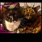 Sylvester Sandy joined the competition — help win amazing prizes! cat, tuxedo_cat, tortoiseshell_cat, feline, pair, pet, whiskers, green_eyes, fur, close_up, portrait, cuddling, indoors, bed, blanket, cozy, ears, paw, looking_at_camera, companion