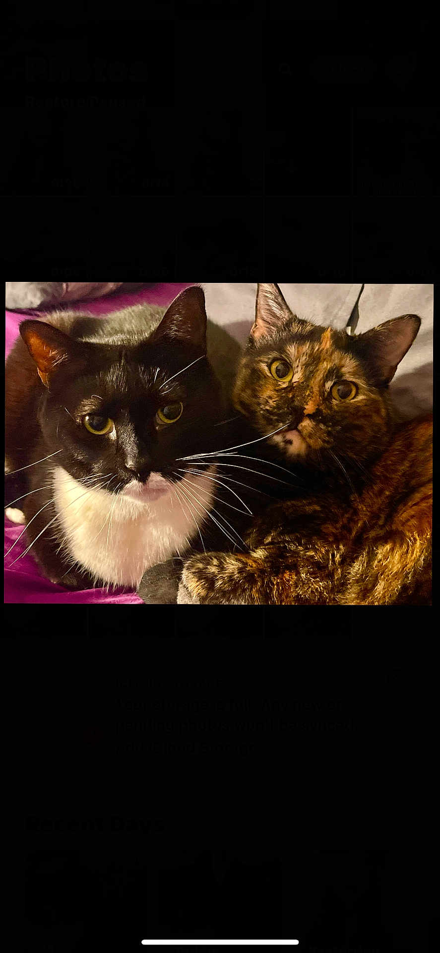 Sylvester Sandy joined the competition — help win amazing prizes! cat, tuxedo_cat, tortoiseshell_cat, feline, pair, pet, whiskers, green_eyes, fur, close_up, portrait, cuddling, indoors, bed, blanket, cozy, ears, paw, looking_at_camera, companion
