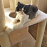Bell joined the competition — help win amazing prizes! cat, cat_tree, pet, animal, feline, indoor, carpet, sunlight, resting, groomed, fur, whiskers, ears, paws, looking, cute, relaxed, home, cozy, daylight