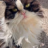 Bell joined the competition — help win amazing prizes! cat, fluffy, black_and_white, yellow_eyes, whiskers, carpet, sunlight, close_up, pet, indoor, feline, long_hair, relaxed, portrait, cute, animal, mammal, face, pink_nose, daylight