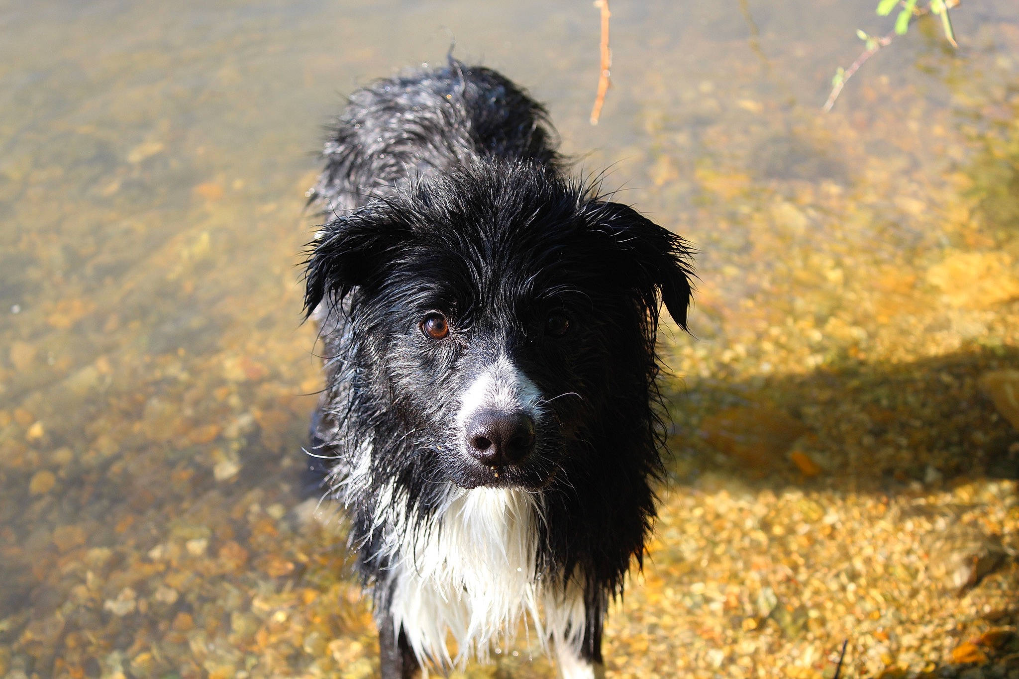 Priam participe au concours pour gagner de l'argent avec cette photo : canidae, carnivore, companion_dog, dog, dog_breed, fur, grass, herding_dog, labradoodle, poodle_crossbreed, small_terrier, snout, soil, sporting_group, tail, terrestrial_animal, terrier, toy_dog, water, water_dog