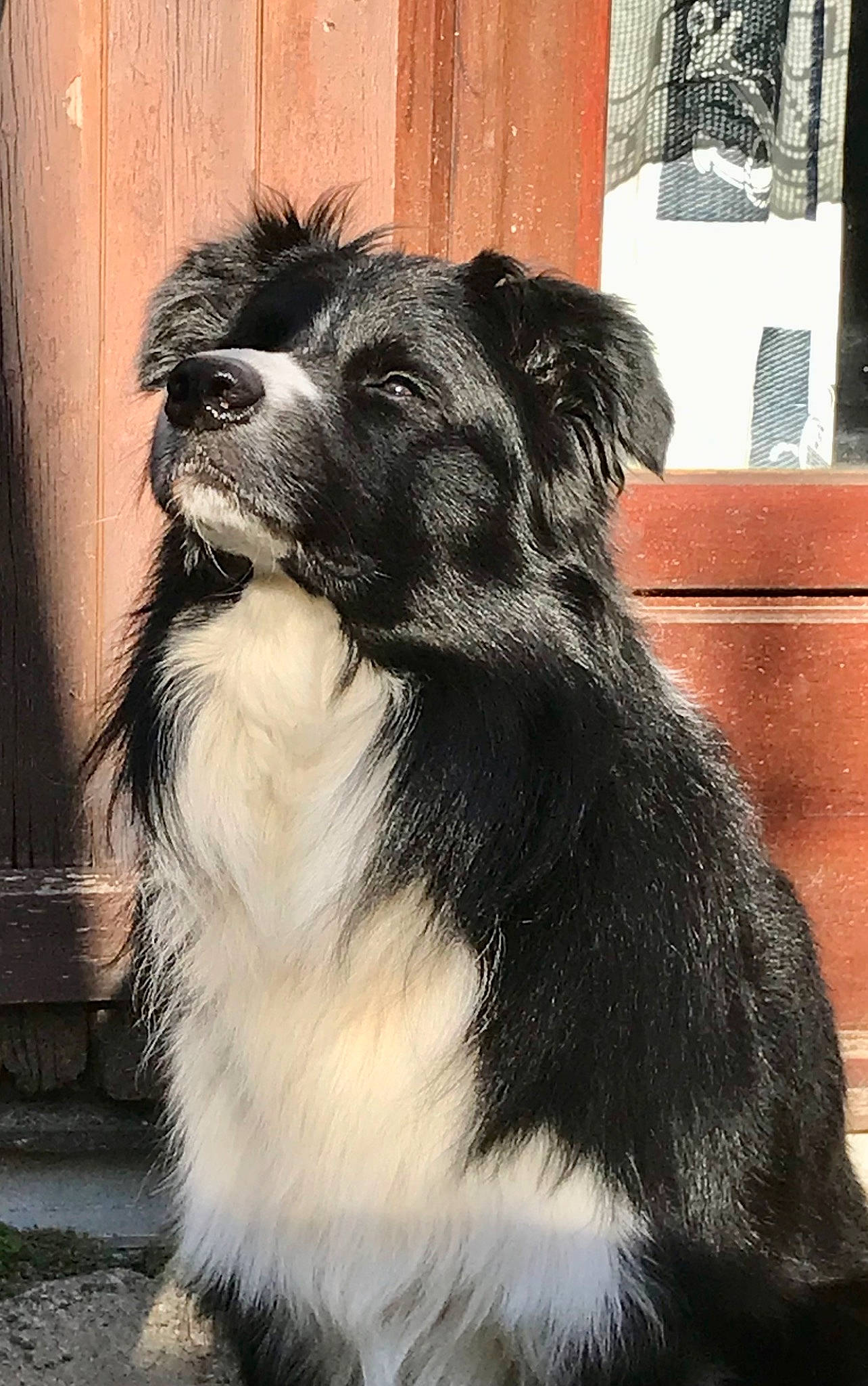 Priam participe au concours pour gagner de l'argent avec cette photo : border_collie, canidae, carnivore, companion_dog, dog, dog_breed, fur, herding_dog, monochrome_photography, puppy, snout, sporting_group, tail, terrestrial_animal, toy_dog, whiskers, window, working_animal, working_dog