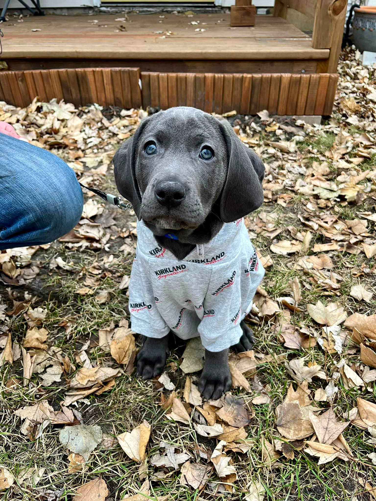 Bear is registered to the contest to win money with this photo: canidae, carnivore, companion_dog, dog, dog_breed, dog_supply, fawn, fur, grass, guard_dog, hunting_dog, non_sporting_group, plant, puppy, snout, soil, sporting_group, terrestrial_animal, wood, working_animal