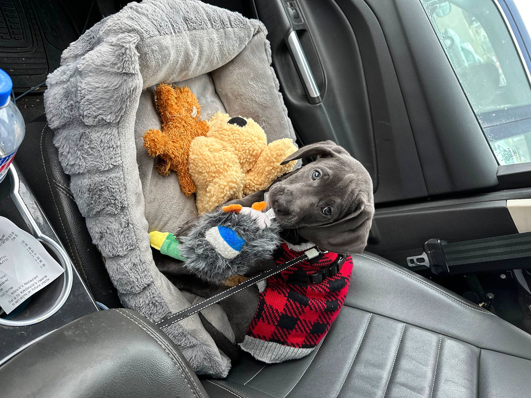 Bear joined the competition — help win amazing prizes! auto_part, automotive_design, automotive_exterior, bottle, car, car_seat, car_seat_cover, comfort, drinking_water, motor_vehicle, personal_luxury_car, plastic_bottle, steering_wheel, stuffed_toy, toy, trunk, vehicle, vehicle_door, water_bottle, windshield