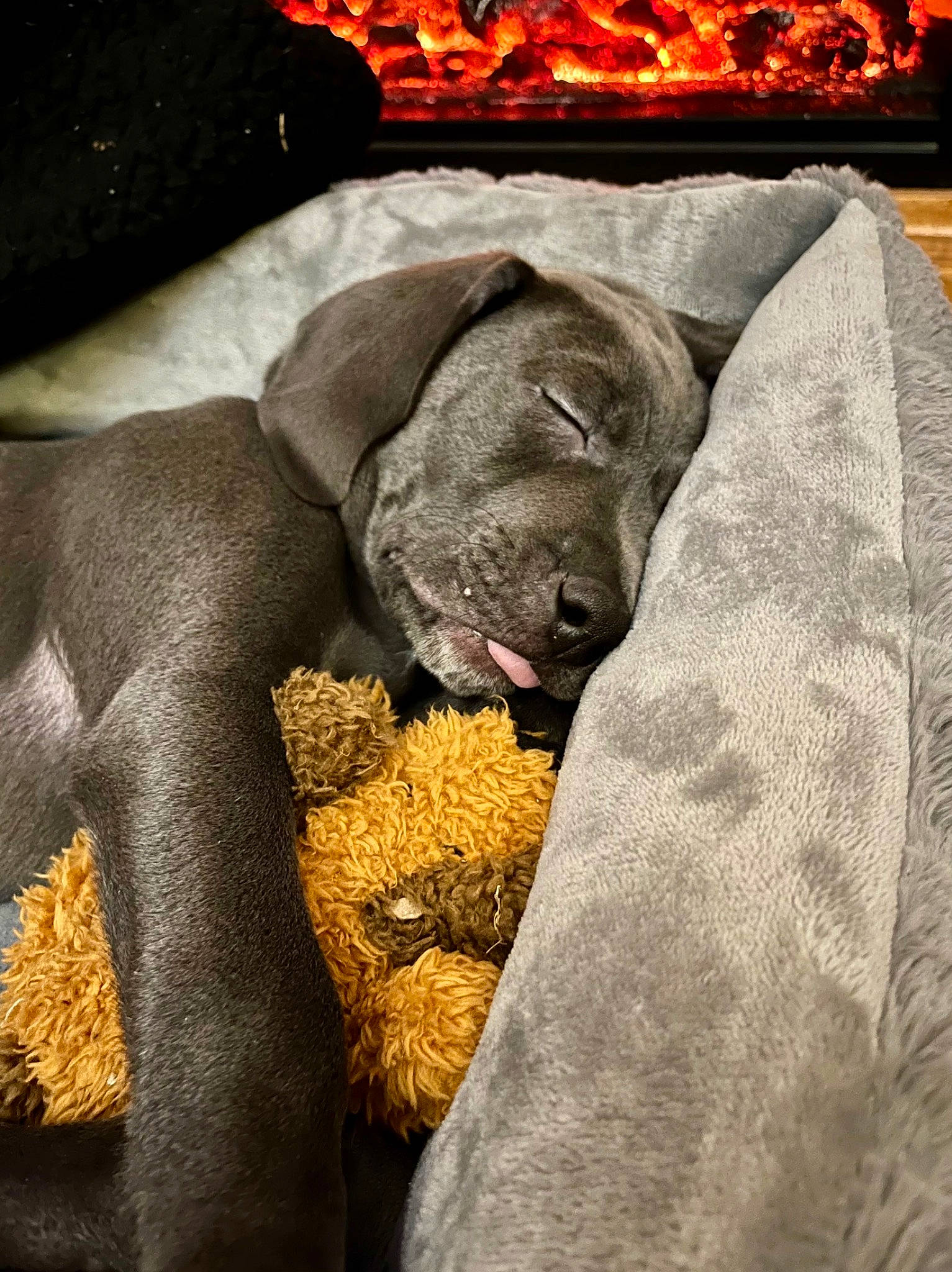 Bear is registered to the contest to win money with this photo: carnivore, comfort, companion_dog, dog, dog_breed, fawn, fur, grey, linens, liver, nap, pattern, rectangle, snout, sporting_group, terrestrial_animal, wildlife, wood_burning_stove, working_animal, wrinkle