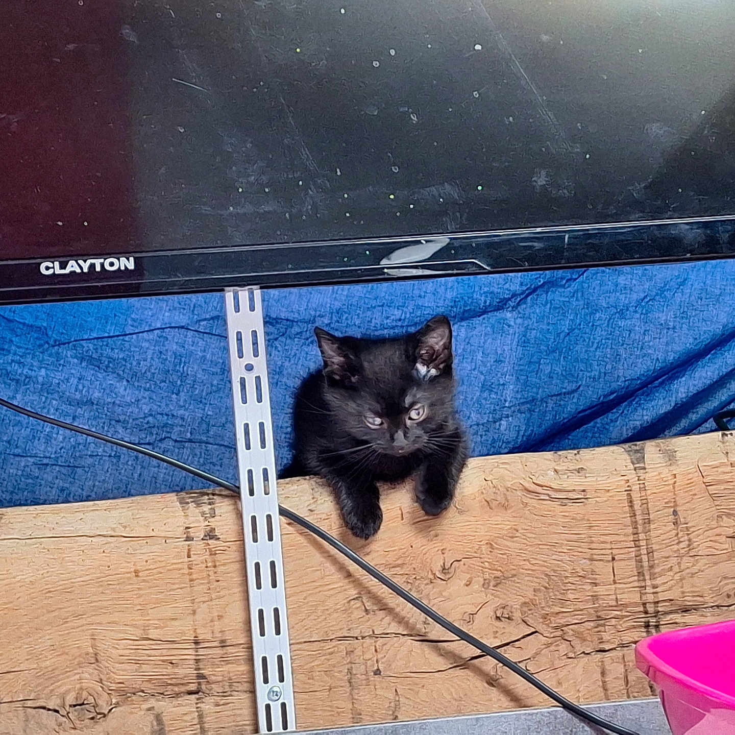 Titi Pouce participe au concours pour gagner de l'argent avec cette photo : animal, architecture, blackcat, box, building, cat, computerhardware, crate, electronics, hardware, hardwood, kitten, manx, monitor, outdoors, pet, plywood, screen, tv, wood