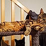 Mango participe au concours pour gagner de l'argent avec cette photo : bengal, california_spangled, carnivoran, cat, cat_like_mammal, domestic_short_haired_cat, dragon_li, egyptian_mau, european_shorthair, fauna, fur, kitten, mammal, ocicat, pixie_bob, small_to_medium_sized_cats, sokoke, tabby_cat, toyger, whiskers