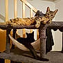 Mango a rejoint le concours — aidez-le/la à gagner de superbes lots ! bed, carnivoran, cat, cat_furniture, cat_like_mammal, chair, fauna, fur, furniture, kitten, small_to_medium_sized_cats, wood