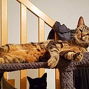 Mango participe au concours pour gagner de l'argent avec cette photo : american_shorthair, bengal, california_spangled, carnivoran, cat, cat_like_mammal, domestic_short_haired_cat, dragon_li, egyptian_mau, european_shorthair, fur, kitten, mammal, ocicat, pixie_bob, small_to_medium_sized_cats, sokoke, tabby_cat, toyger, whiskers