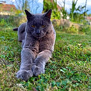 Nuts participe au concours pour gagner de l'argent avec cette photo : cat, gray_cat, animal, pet, outdoor, grass, greenery, stretching, feline, nature, close_up, focused, garden, mammal, whiskers, ears, paws, relaxed, sunlight, background_blur