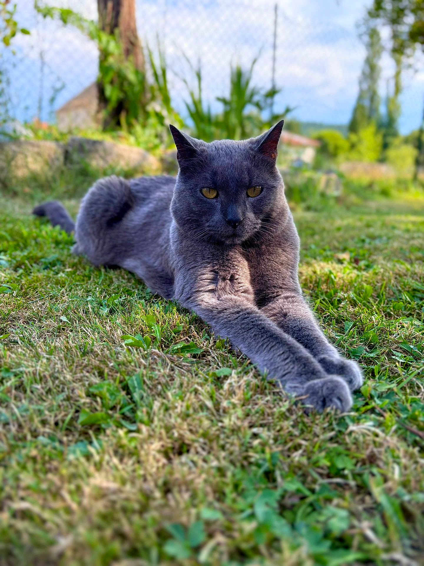 Nuts a rejoint le concours — aidez-le/la à gagner de superbes lots ! cat, gray_cat, animal, pet, outdoor, grass, greenery, nature, relaxing, stretching, feline, mammal, whiskers, ears, paws, sunlight, garden, blurred_background, daytime, closeup