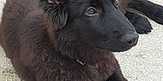 Orka a rejoint le concours — aidez-le/la à gagner de superbes lots ! belgian_shepherd, carnivoran, dog, dog_breed, dog_breed_group, dog_like_mammal, groenendael, king_shepherd, kunming_wolfdog, native_american_indian_dog, old_german_shepherd_dog, rare_breed_dog, schipperke, shiloh_shepherd_dog, snout, tervuren
