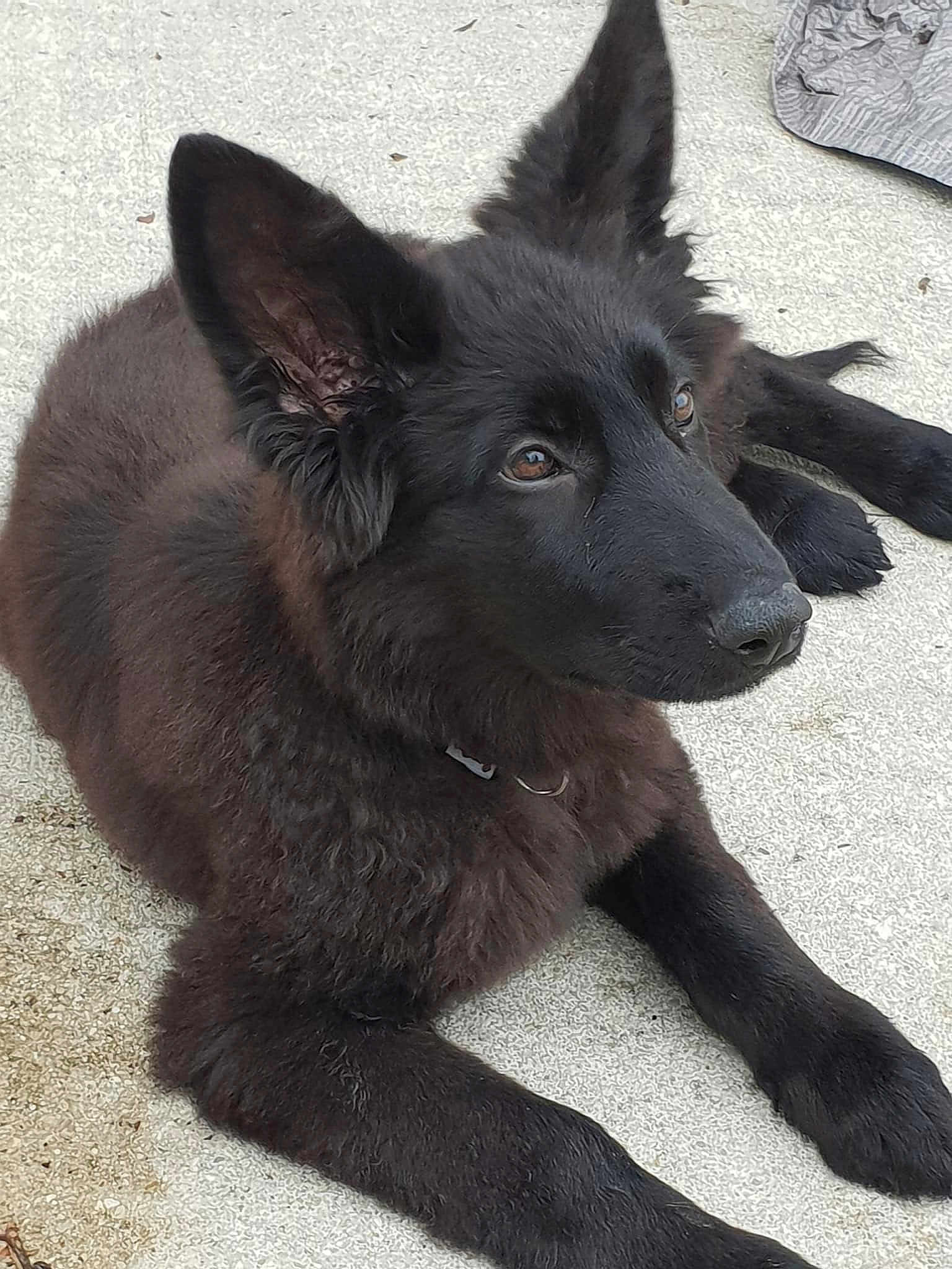Orka