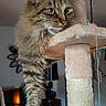 Stella participe au concours pour gagner de l'argent avec cette photo : cat, tabby, cat_tree, indoor, pet, feline, relaxed, paw, fur, animal, domestic, cute, hanging_paw, home, cozy, lounge, resting, soft_lighting, furniture, toy