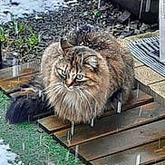 Stella participe au concours pour gagner de l'argent avec cette photo : cat, fluffy, snow, outdoor, wooden_platform, animal, pet, winter, snowfall, garden, nature, fur, tabby, sitting, greenery, plant, cold, weather, background, daylight